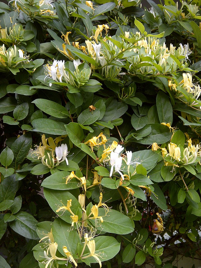 [Lonicera japonica]